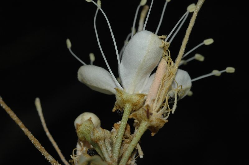 Capparaceae Capparis 