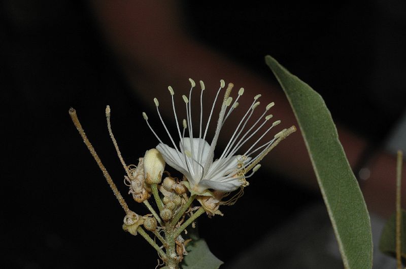 Capparaceae Capparis 