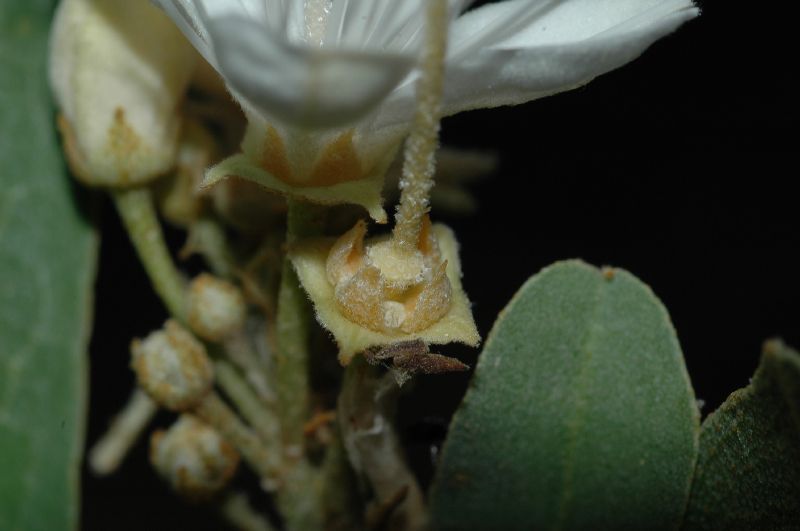 Capparaceae Capparis 