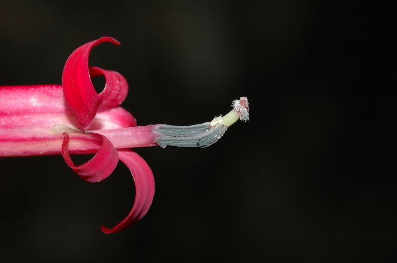 Campanulaceae Centropogon 