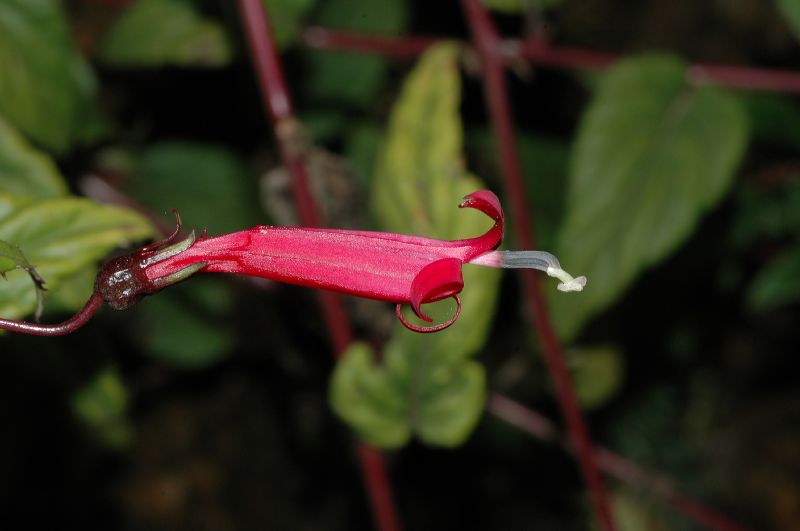 Campanulaceae Centropogon 