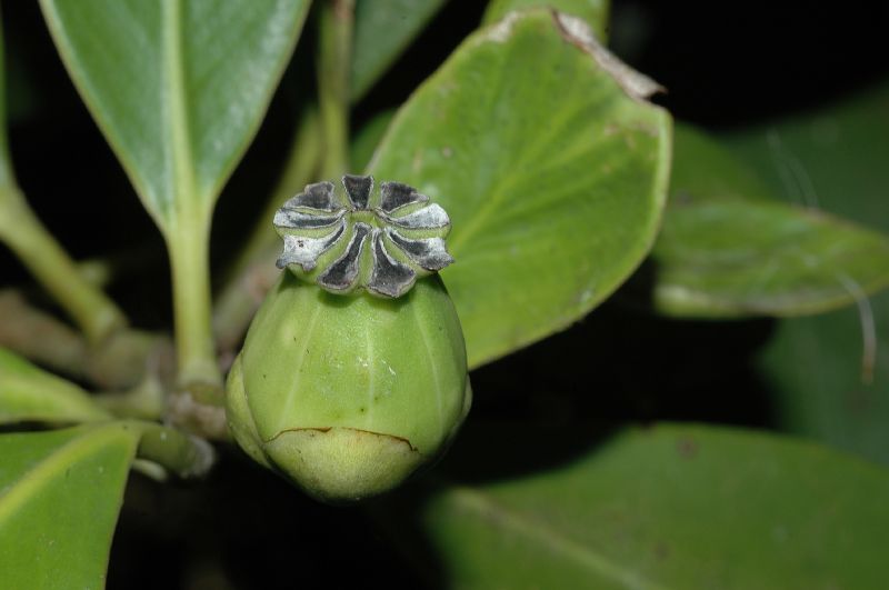 Clusiaceae Clusia uvitana