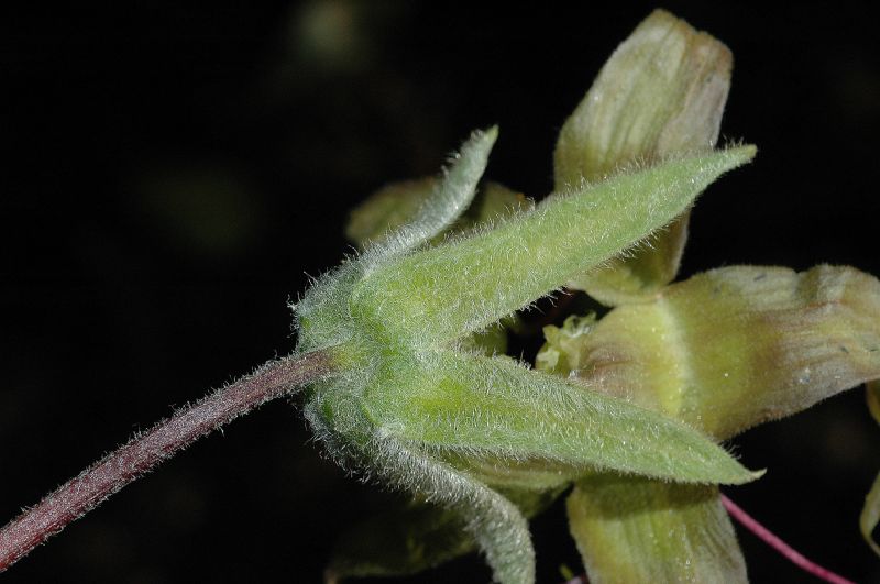 Polemoniaceae Cobaea aschersoniana