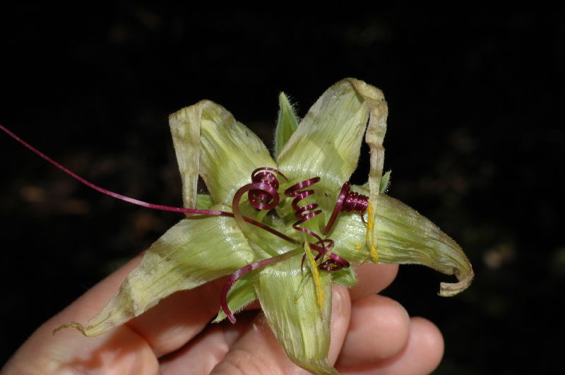 Polemoniaceae Cobaea aschersoniana