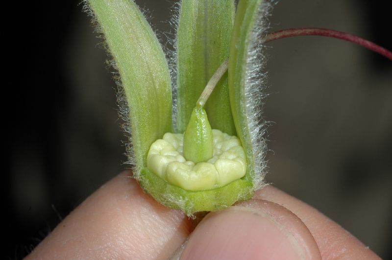 Polemoniaceae Cobaea aschersoniana