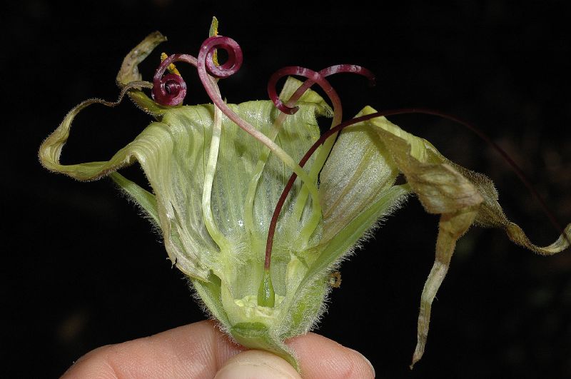 Polemoniaceae Cobaea aschersoniana