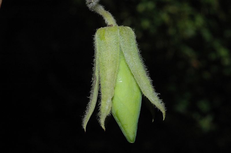 Polemoniaceae Cobaea aschersoniana