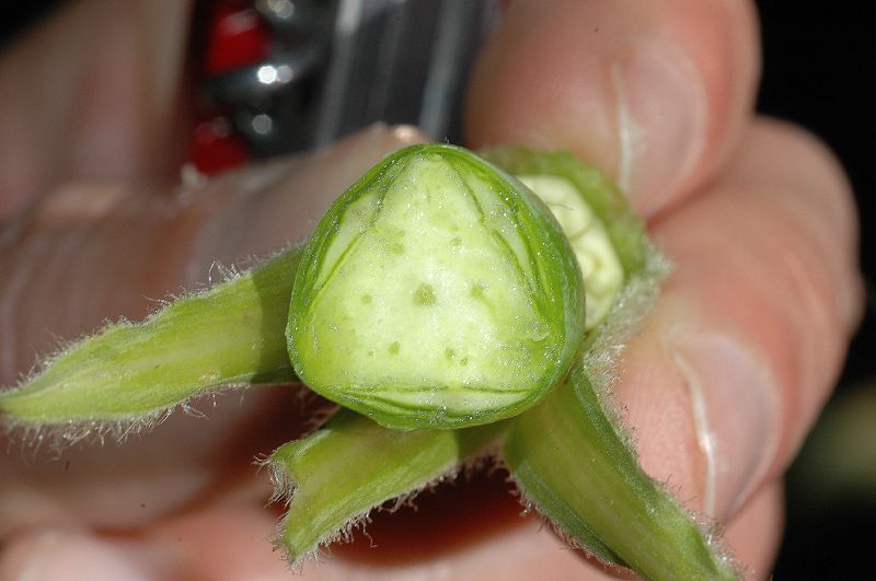 Polemoniaceae Cobaea aschersoniana