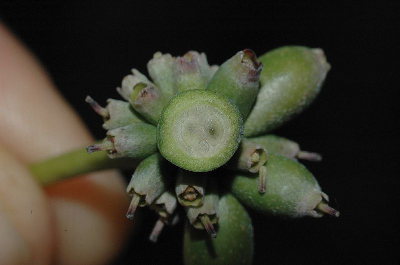 Cornaceae Cornus disciflora