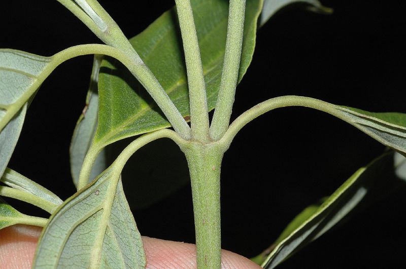 Cornaceae Cornus disciflora