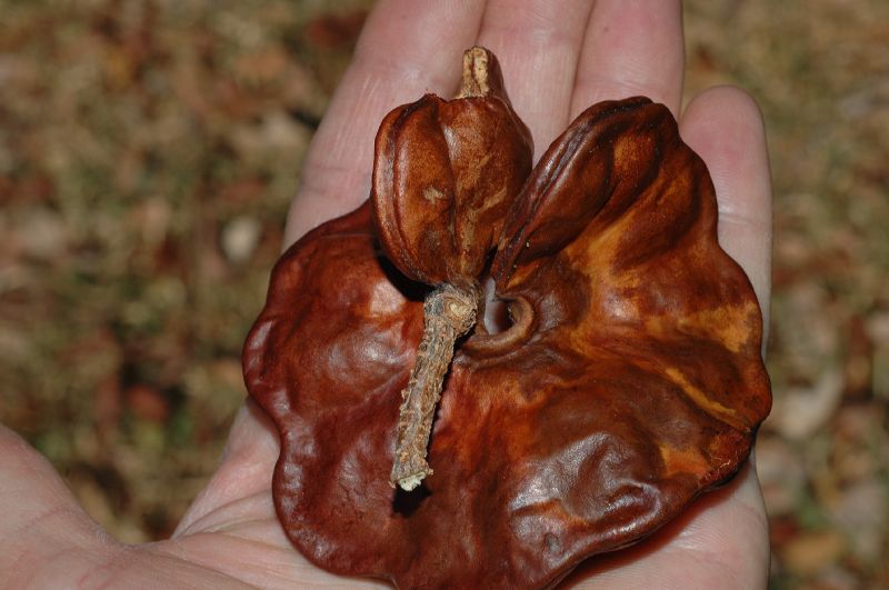 Fabaceae Enterolobium cyclocarpum