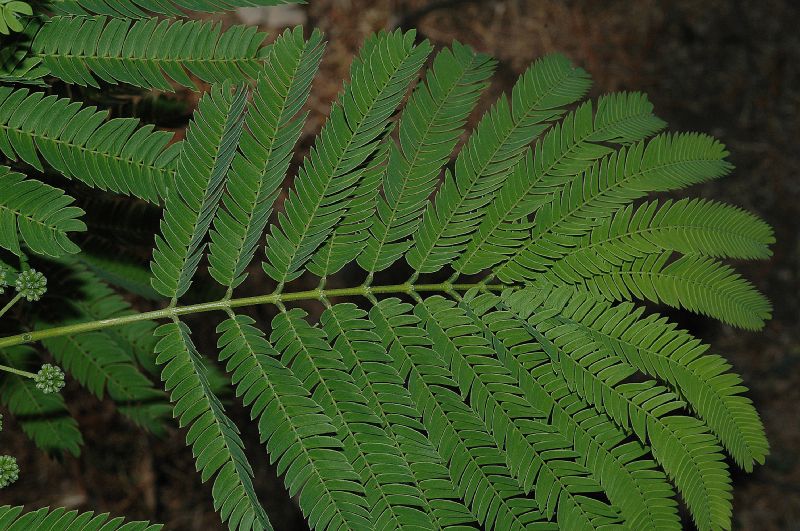 Fabaceae Enterolobium cyclocarpum