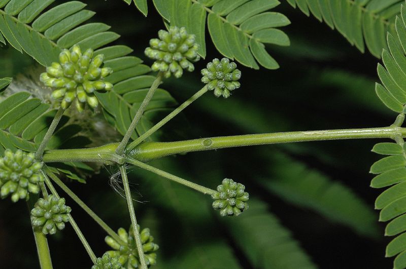 Fabaceae Enterolobium cyclocarpum