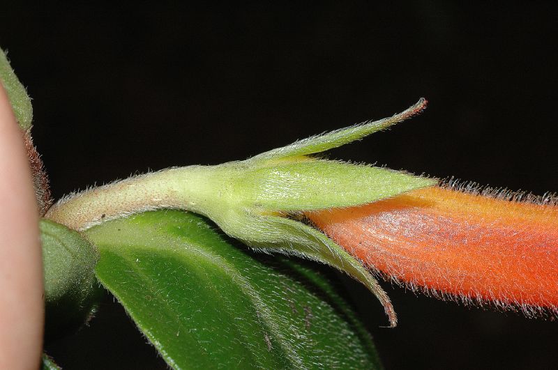 Gesneriaceae Columnea lepidocaulis