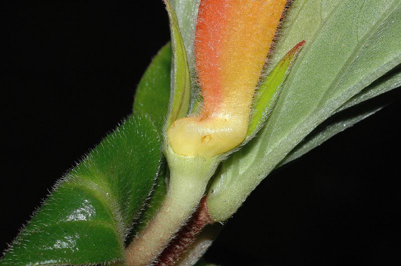 Gesneriaceae Columnea lepidocaulis