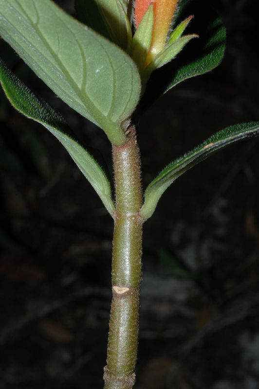 Gesneriaceae Columnea lepidocaulis