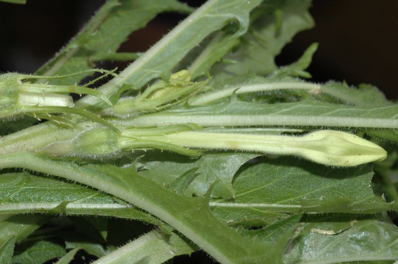 Campanulaceae Hippobroma longiflora