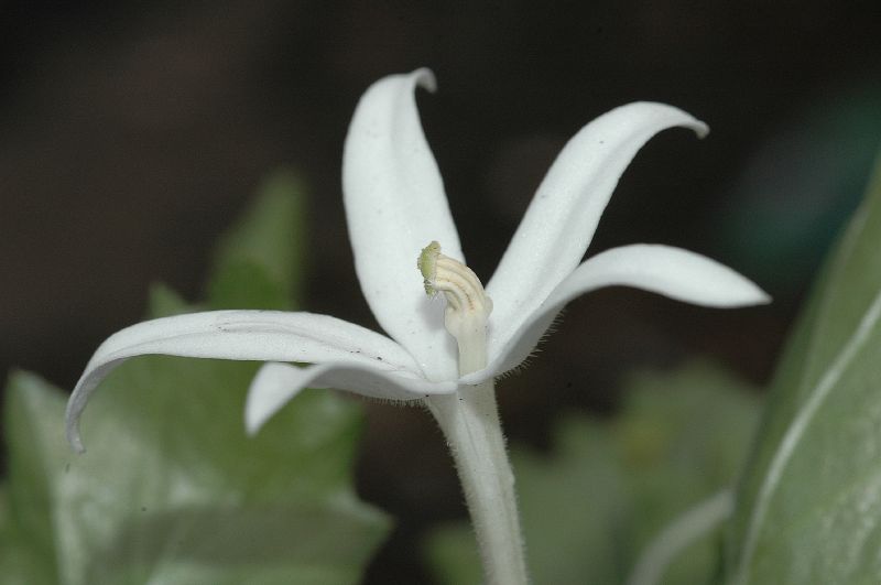 Campanulaceae Hippobroma longiflora