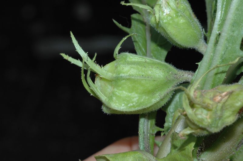 Campanulaceae Hippobroma longiflora