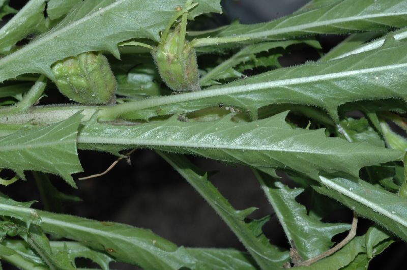 Campanulaceae Hippobroma longiflora