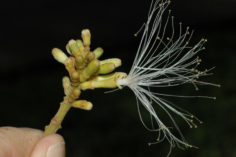 Fabaceae Inga spectabilis