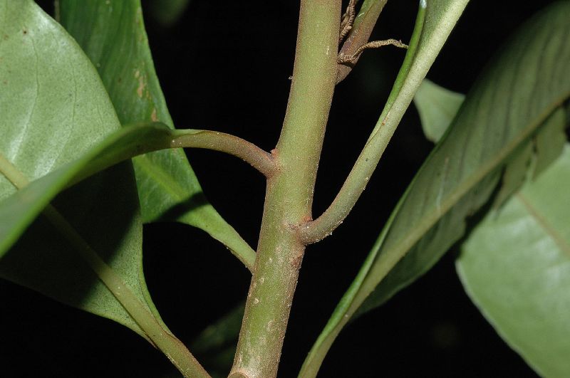 Primulaceae Parathesis 