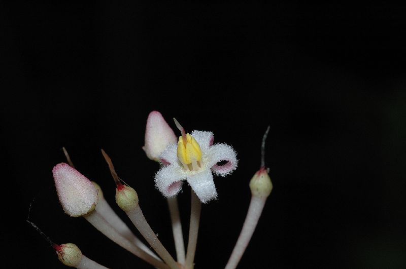 Primulaceae Parathesis 
