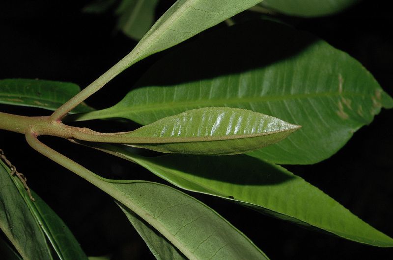 Primulaceae Parathesis 