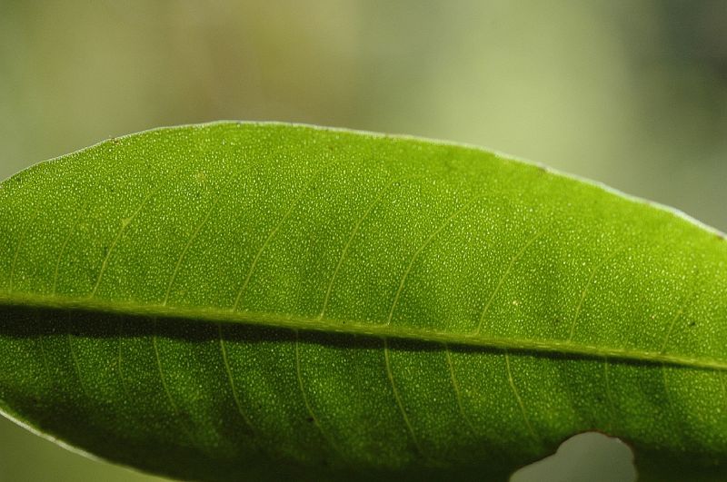 Primulaceae Parathesis 