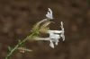 image of Plumbago scandens