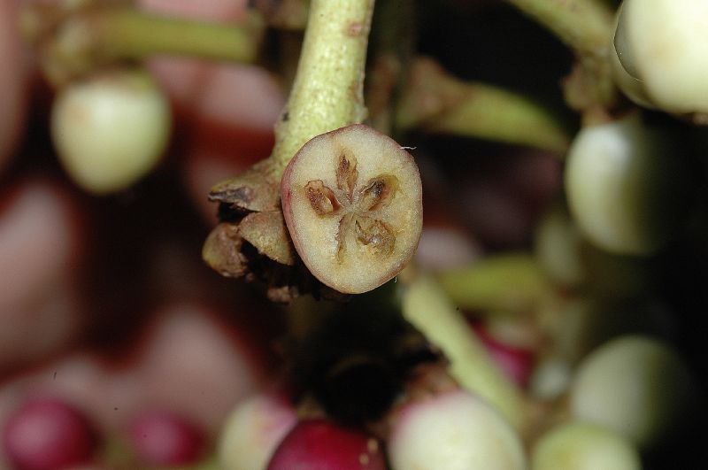 Araliaceae Schefflera 