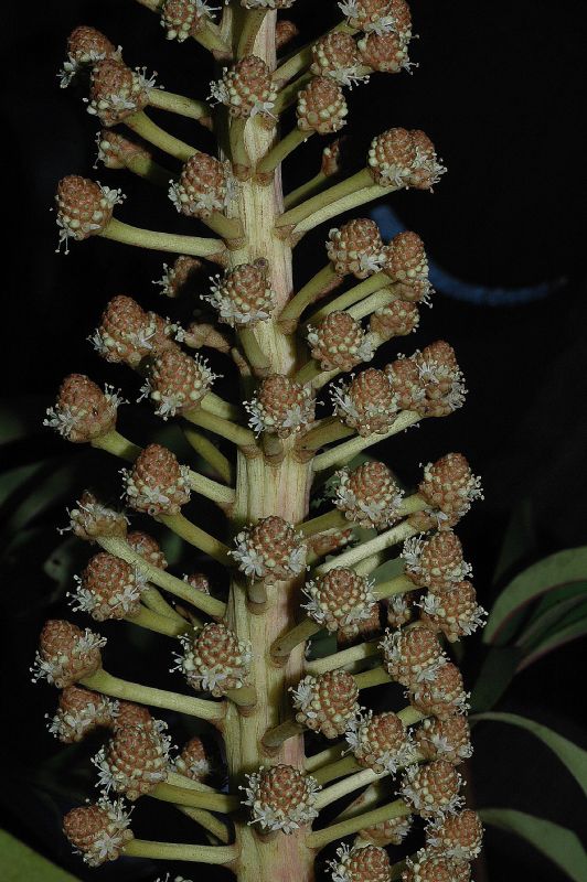 Araliaceae Schefflera 