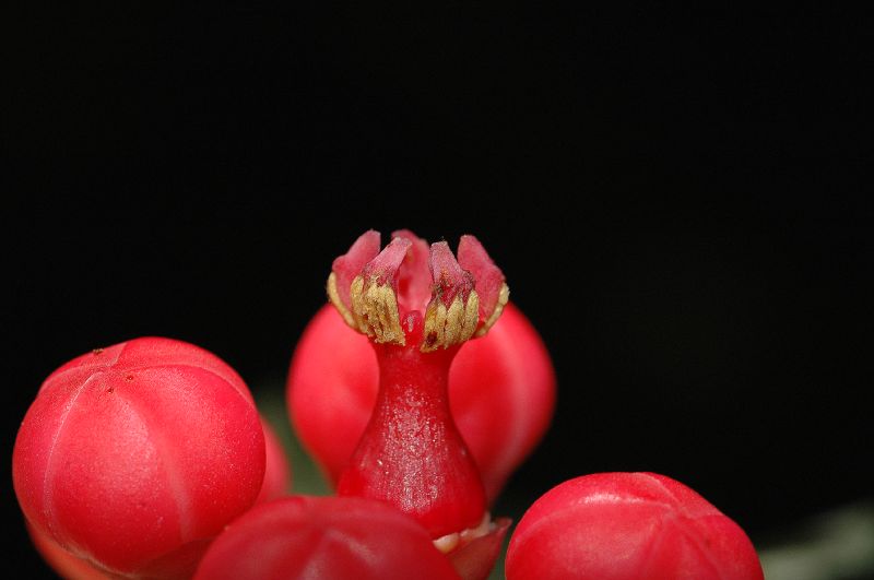 Clusiaceae Symphonia globulifera