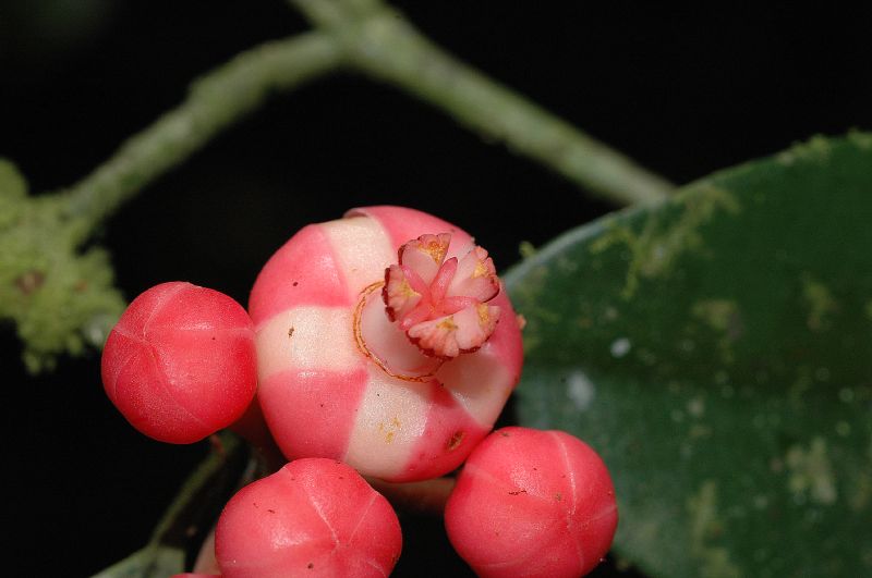 Clusiaceae Symphonia globulifera