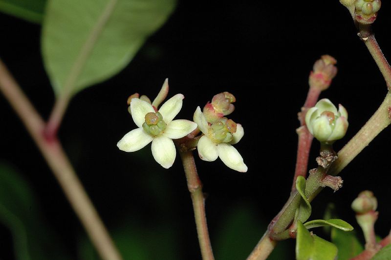 Rutaceae Zanthoxylum melanostictum