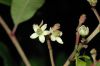 image of Zanthoxylum melanostictum