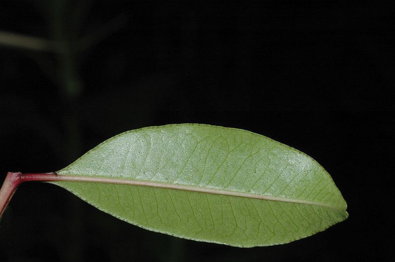 Rutaceae Zanthoxylum melanostictum