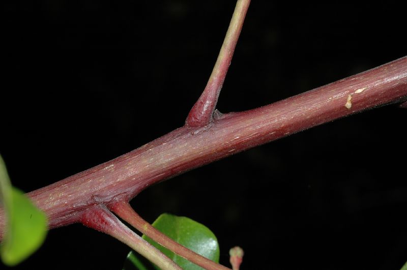 Rutaceae Zanthoxylum melanostictum