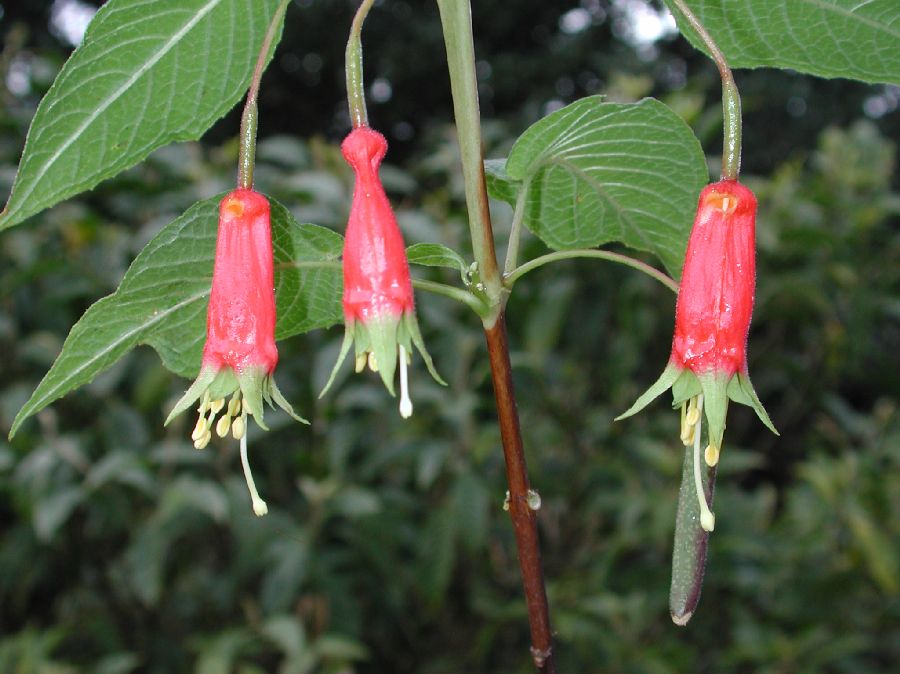 Onagraceae Fuchsia splendens