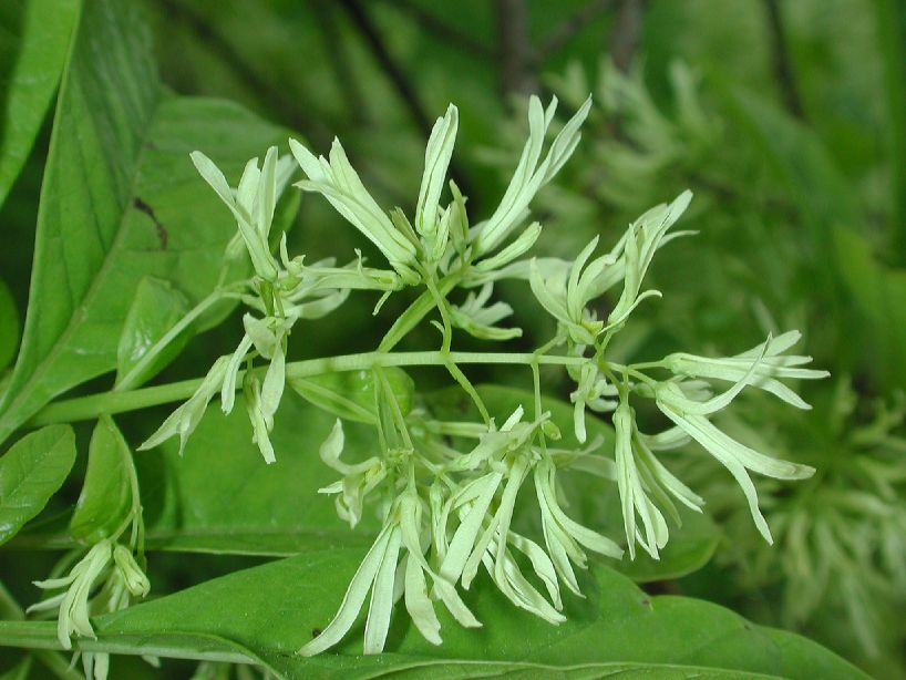 Oleaceae Chionanthus virginicus