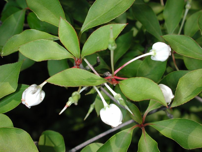 Ericaceae Enkianthus perulatus