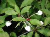 image of Enkianthus perulatus