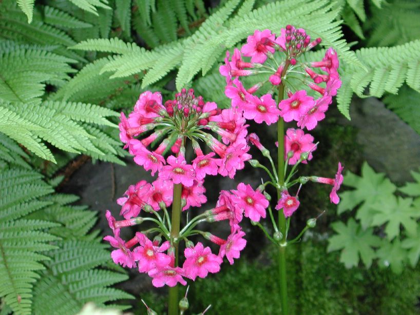 Primulaceae Primula japonica