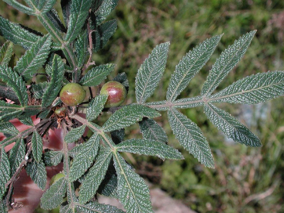 Burseraceae Bursera cuneata