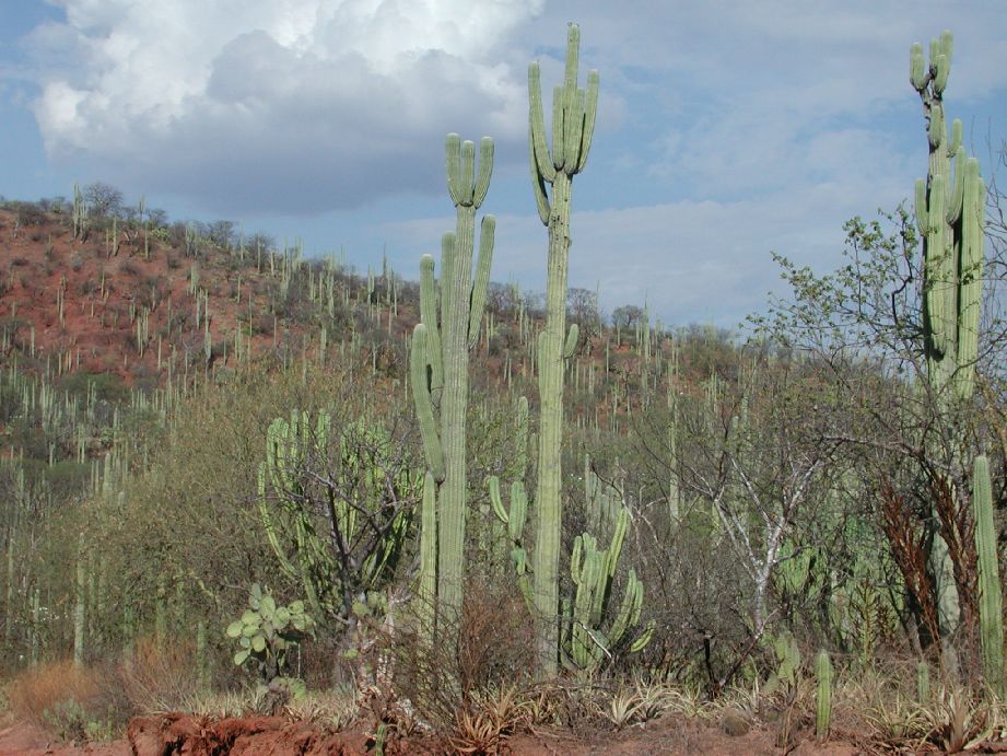 Cactaceae Neobuxbaumia tetetzo