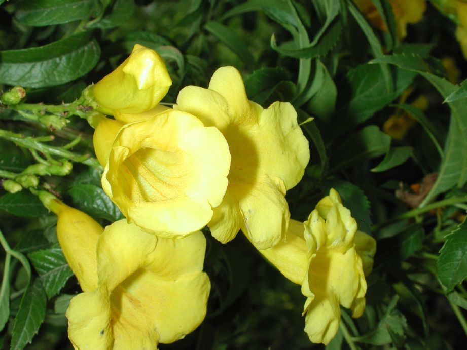 Bignoniaceae Tecoma stans