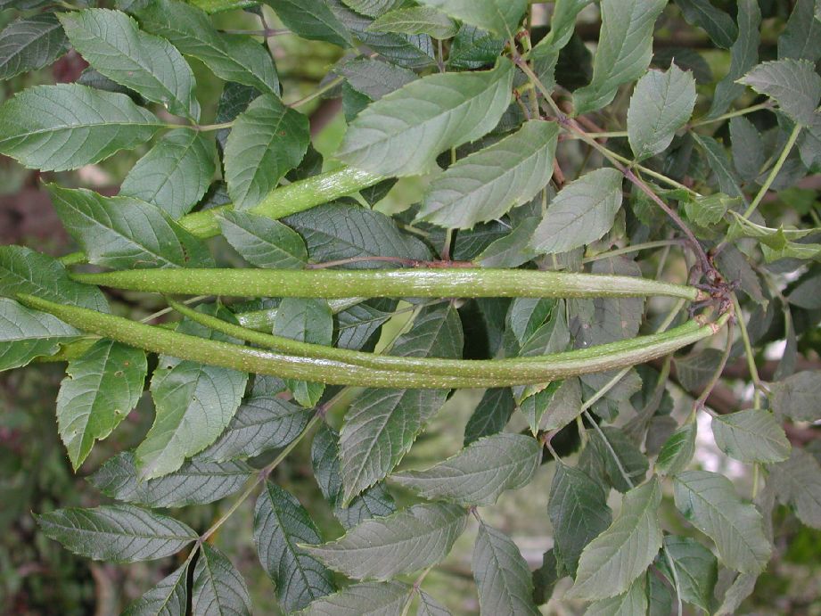 Bignoniaceae Tecoma stans