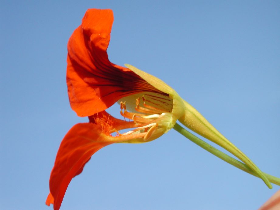 Tropaeolaceae Tropaeolum majus