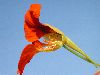 image of Tropaeolum majus