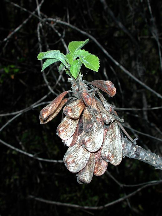 Anacardiaceae Amphipterygium adstringens